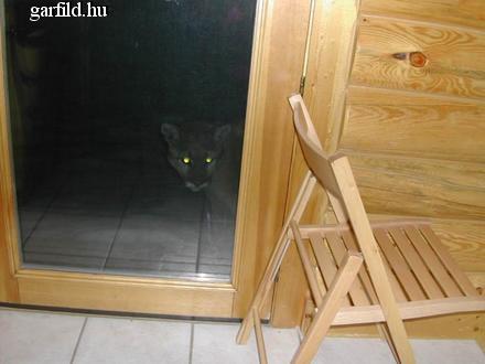 Az ott egy oroszlán?! Az ott egy oroszlán?!