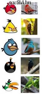 Angry bird's a valóságban