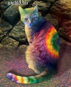 Nyamcat Nyamcat