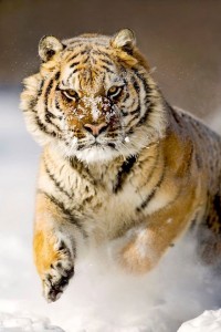 Havas tigris