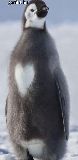Az örök szerelmes pingvin