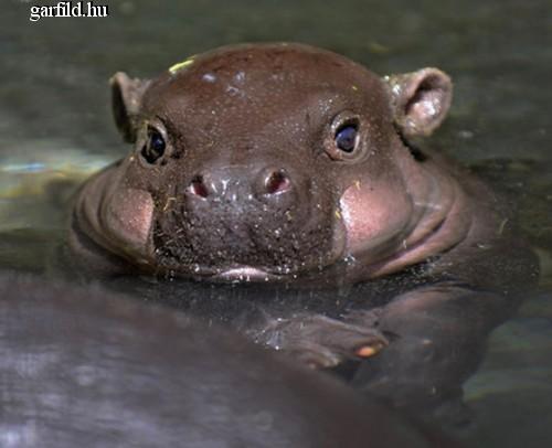 hipopotamus