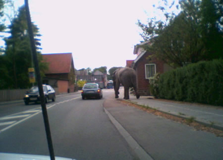 Elefánt az utakon