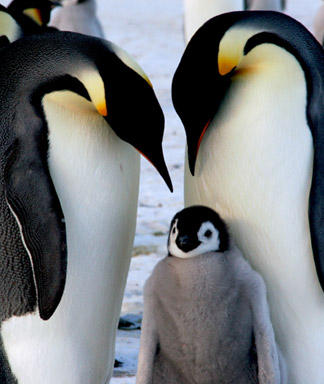 Édes hármas... pingvincsalád