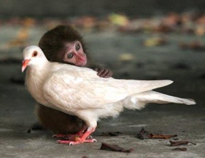 majom és galamb