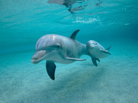 delfin család