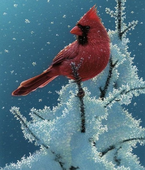 piros madár
