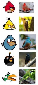 Angry bird's a valóságban