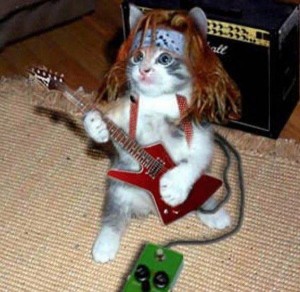 rock cica