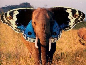 pillangó elefánt