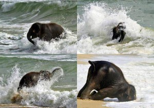 Mikor az elefánt-bébi először látja a tengert