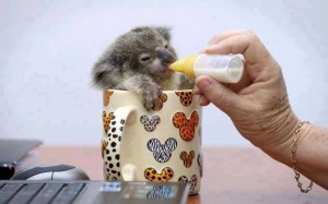 Kis koala ebédel :)