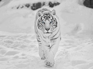 Szibériai fehér tigris