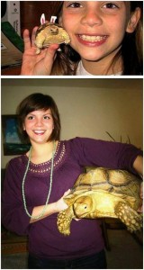 A teknős is felnőtt