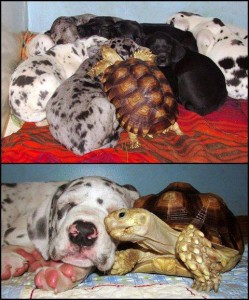 Teknős és kutya, mindegy milyen vagy a barátodnak... 