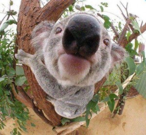 Koala puszi