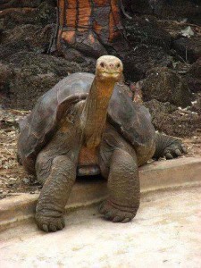 100 éves teknős