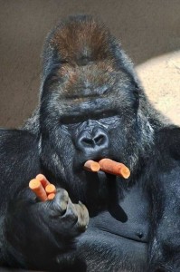 Gorilla, kérsz egy répát?