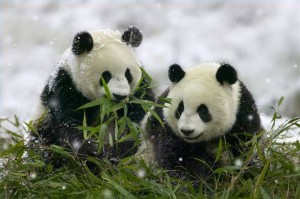 Gyönyörű panda kölykök