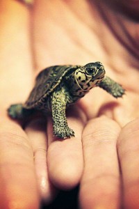 Kicsi teknős