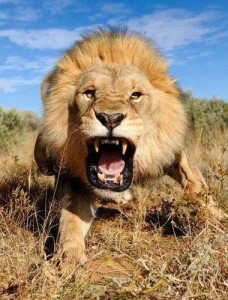 Mérges oroszlán