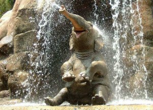 Elefánt zuhanyzó