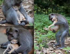 Bali szigetén egy makákó majom örökbefogadott egy elhagyott kis cicát