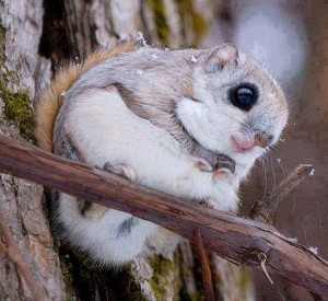 Törpe repülő mókus