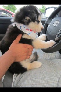 Én már tanulok vezetni