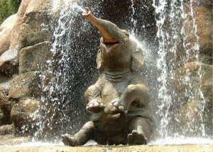 Elefánt zuhany