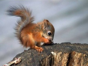 Kicsi mókuci
