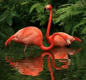 Flamingó pár