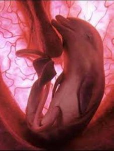 Delfin születése előtt