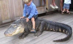 egy krokodil hátán